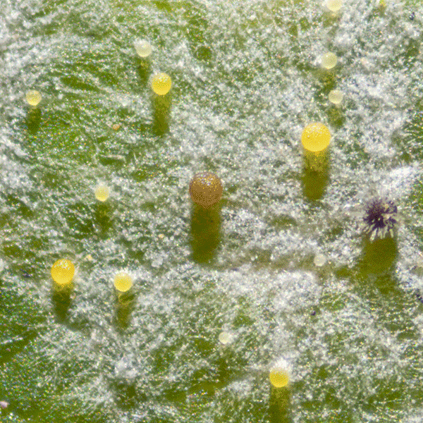 Erysiphaceae sur érable de Norvège, image capturée en lumière réfléchie, champ sombre