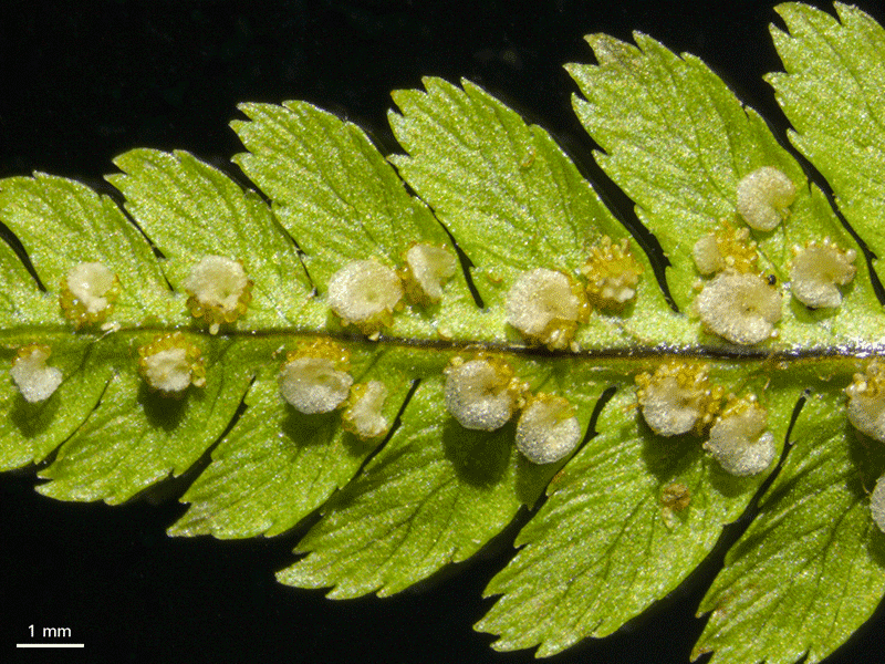 Royal fern - sori and sporangia acquired with reflected light, darkfield