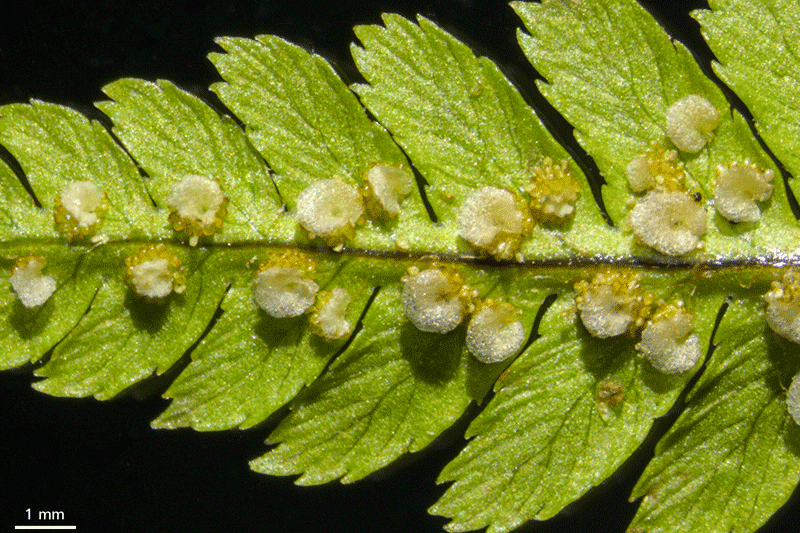 Royal fern - sori and sporangia acquired with reflected light, darkfield