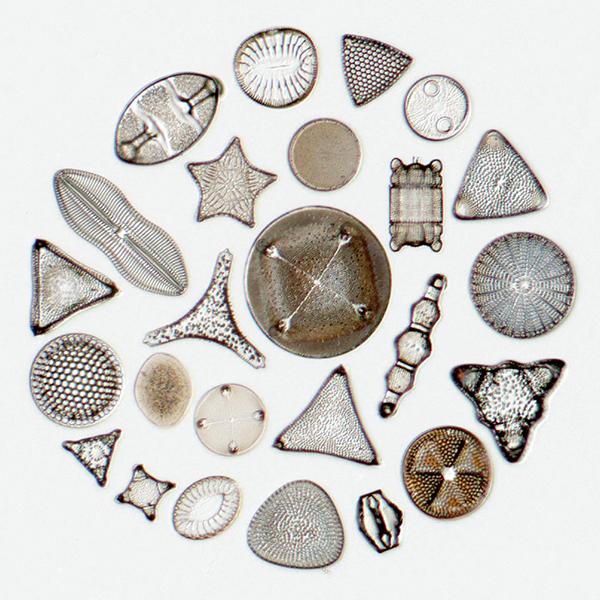 Diatoms, transmitted light brightfield​