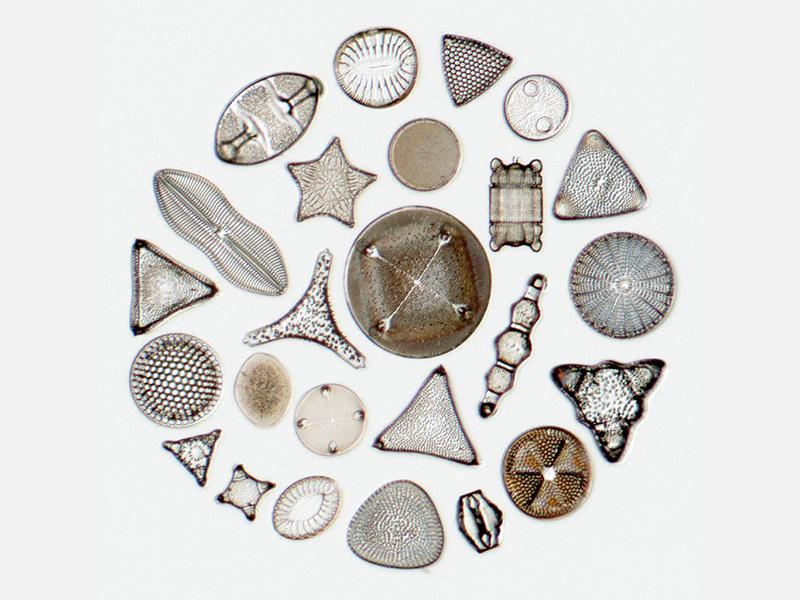 Diatoms, transmitted light brightfield​