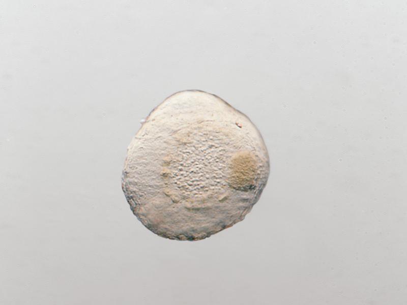 Embryon, champ clair, éclairage oblique (contraste en relief « négatif »)