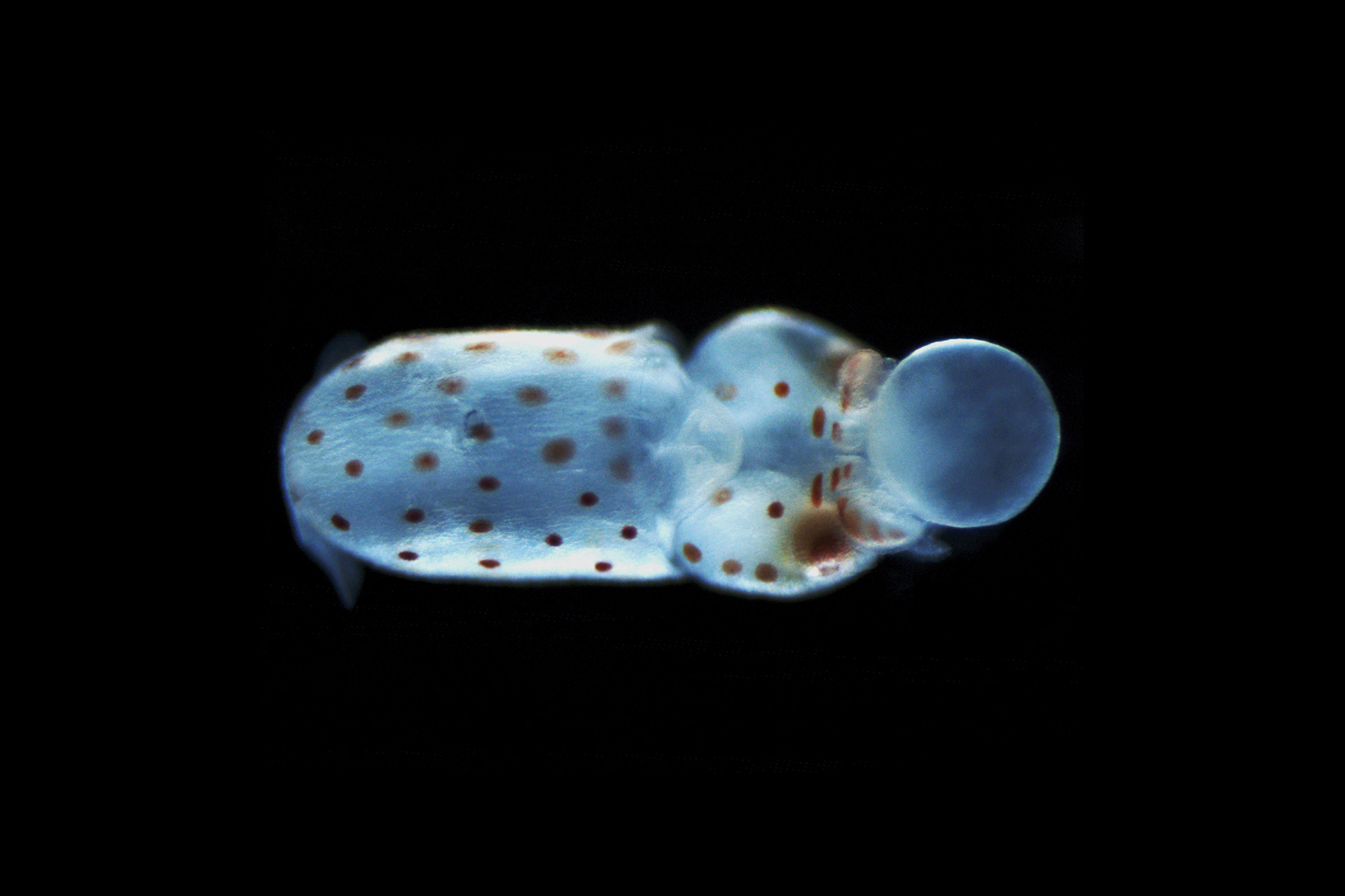 Embryonic stage of a squid, darkfield​ 