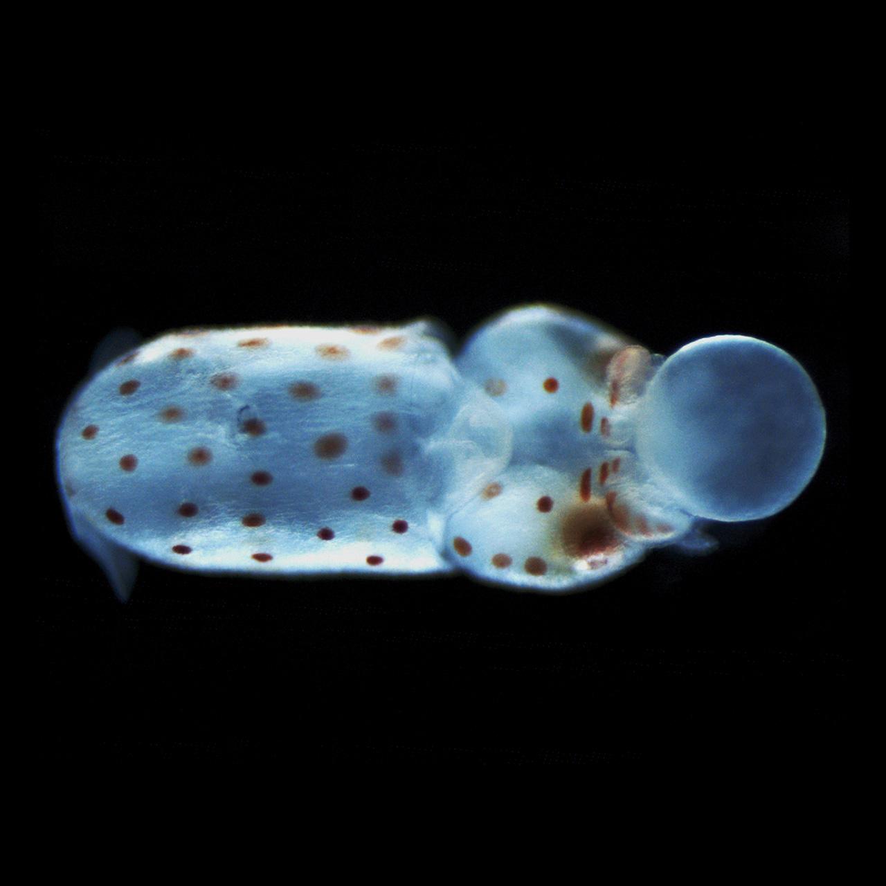 イカの胚形成期、暗視野​