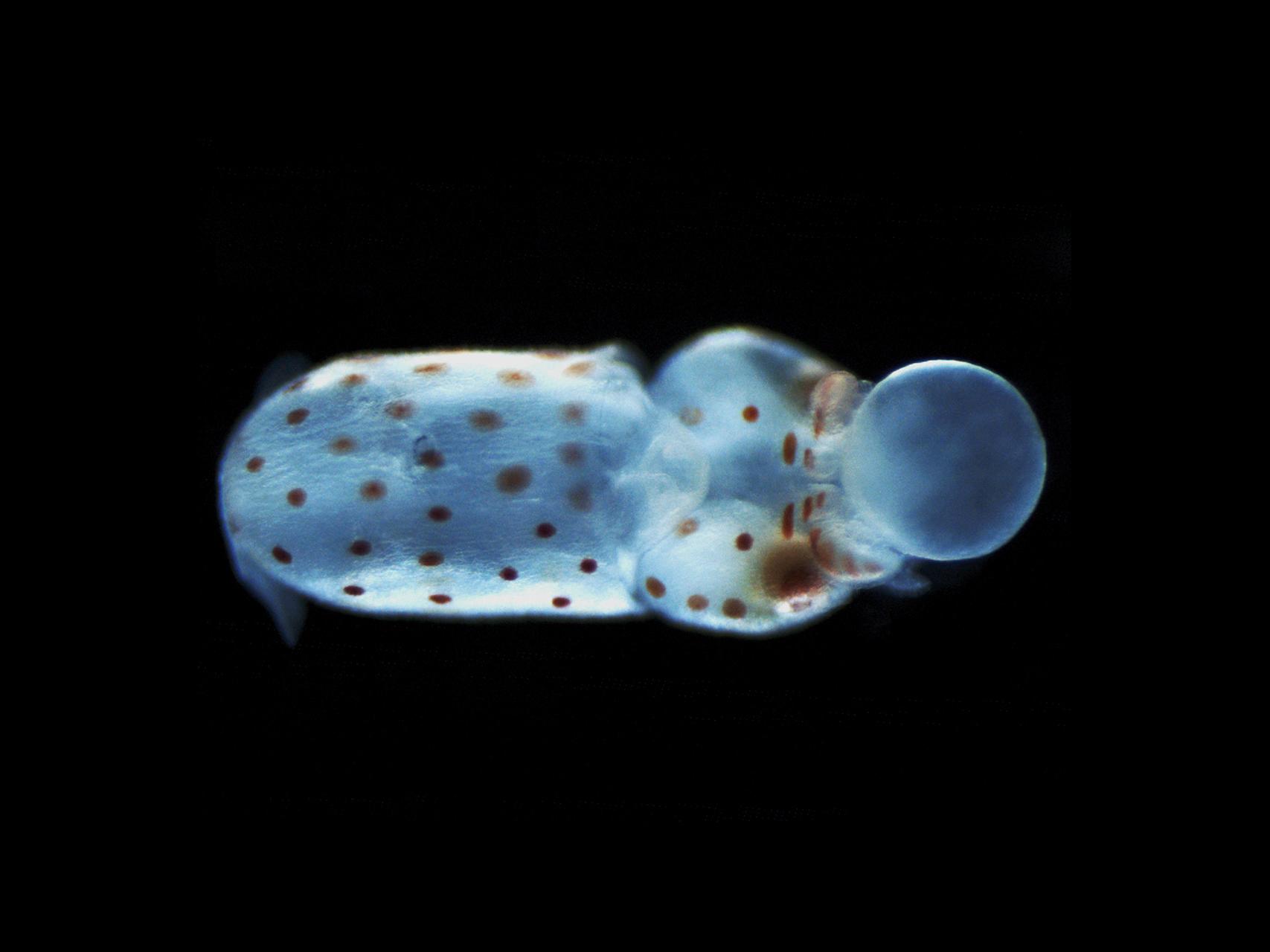 Embryonic stage of a squid, darkfield​