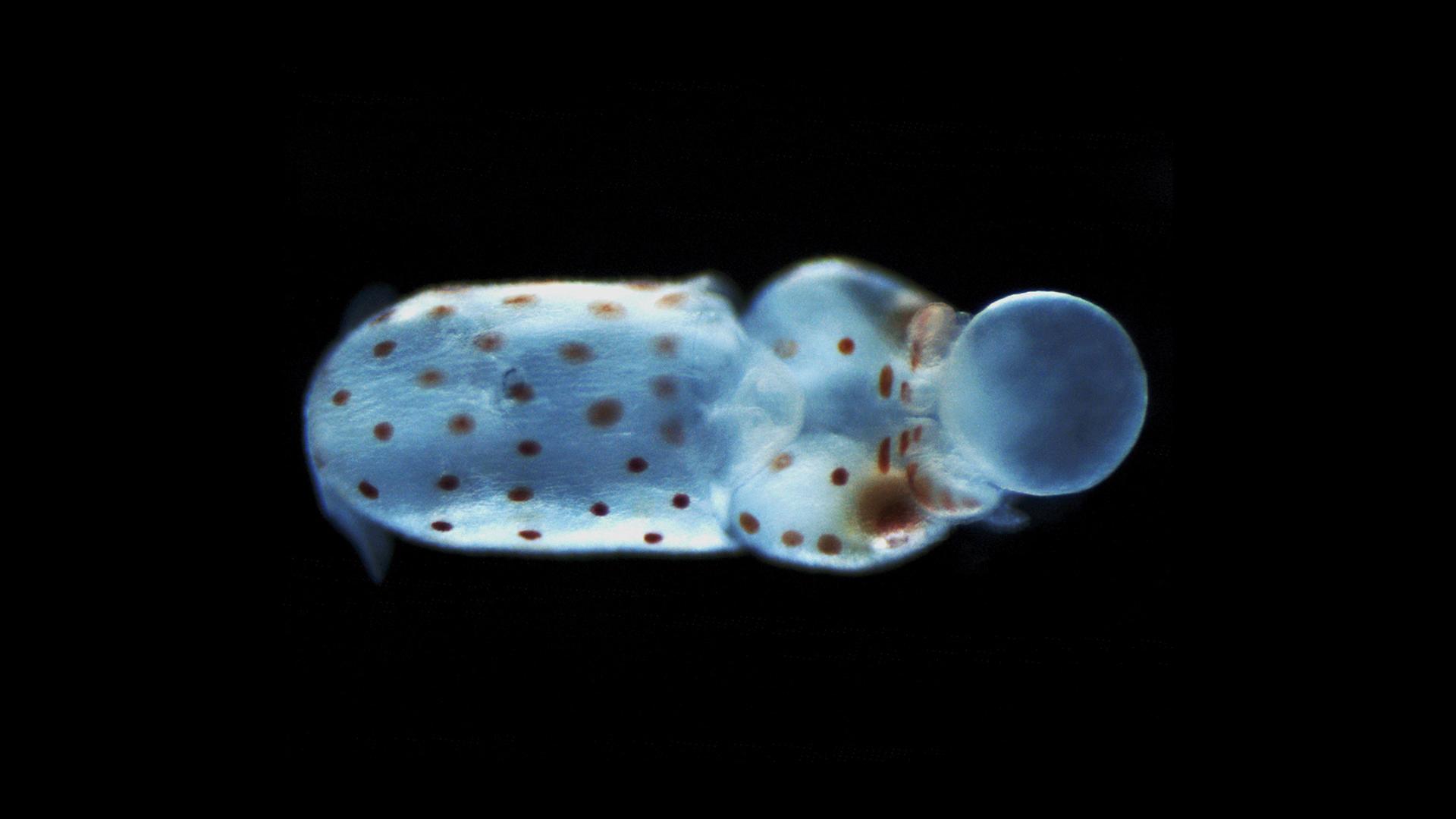 squid stage s28 pigment dunkler