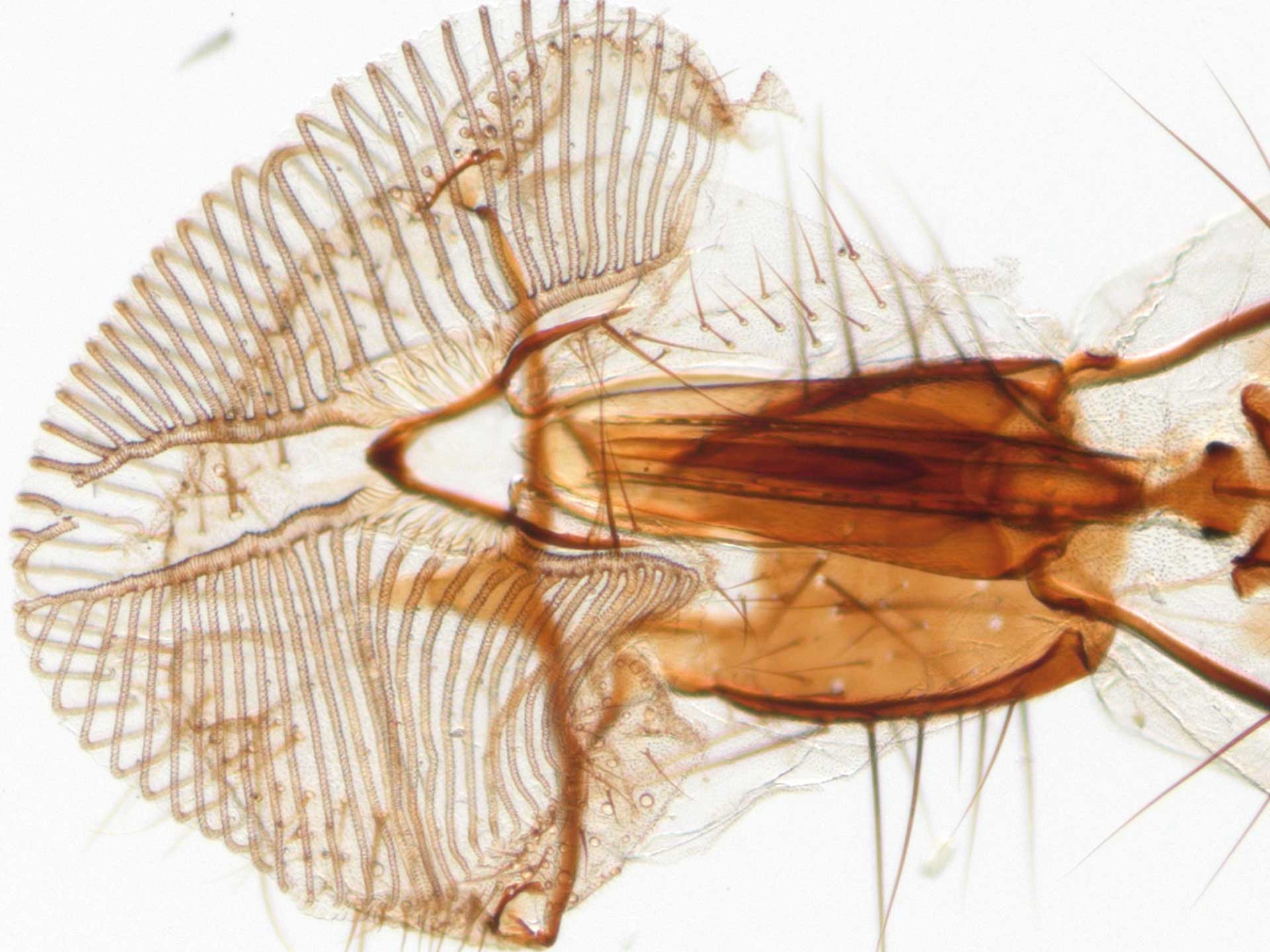 Mouth parts of the common housefly – Brightfield. Transmitted light with VisiLED HCT contrast stage.