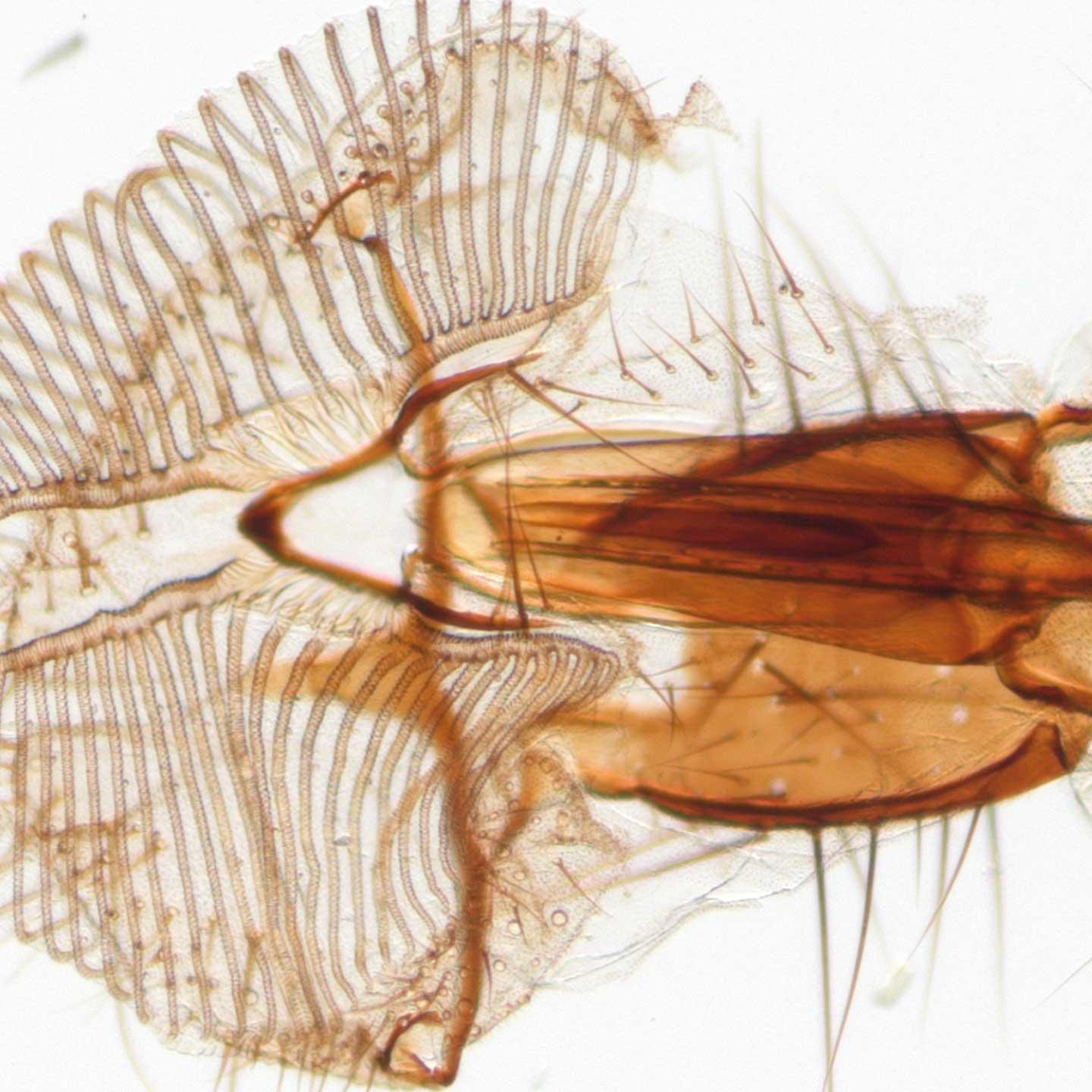 Mouth parts of the common housefly – Brightfield. Transmitted light with VisiLED HCT contrast stage.