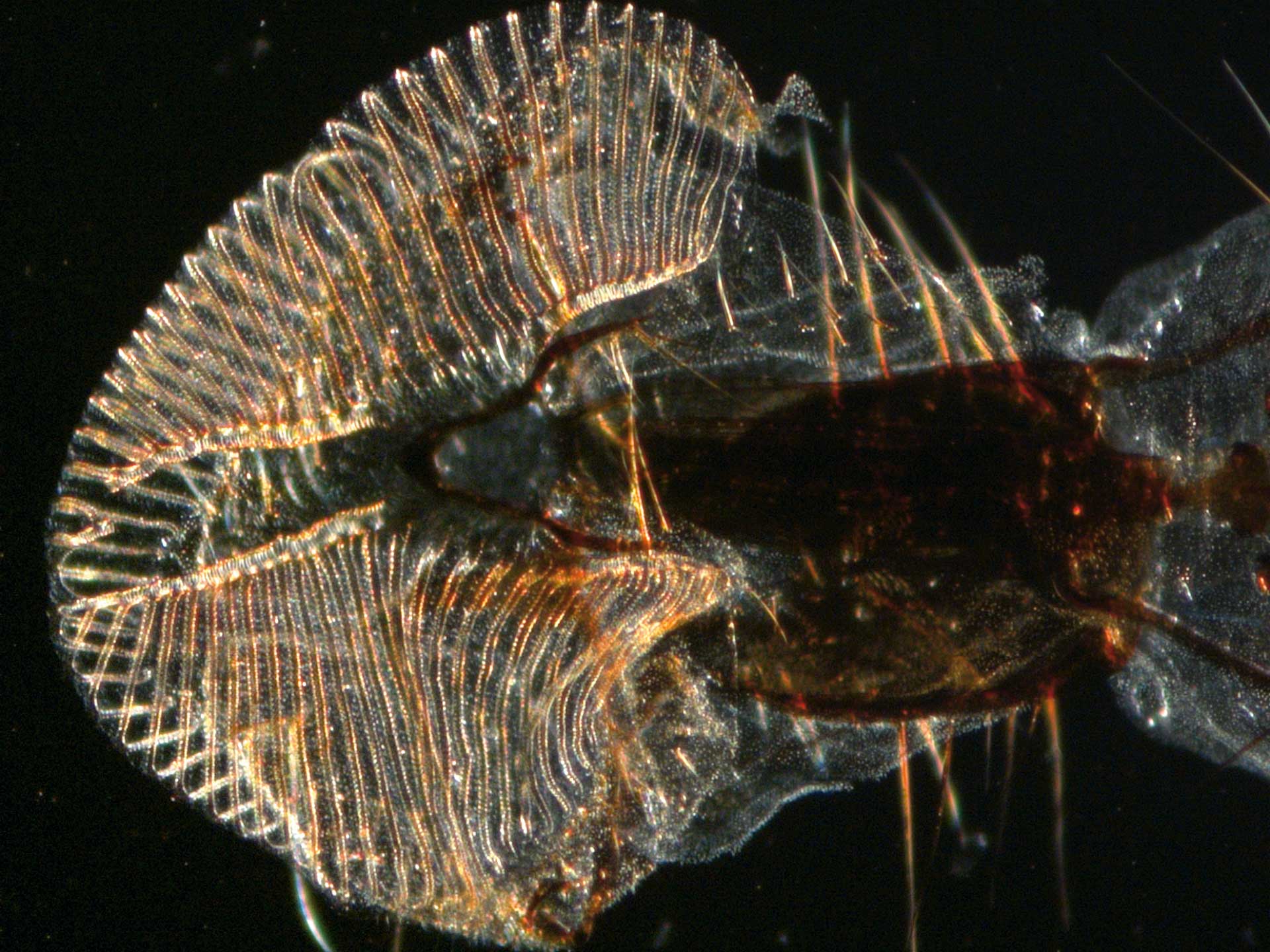 Mouth parts of the common housefly – Lateral darkfield. Transmitted light with VisiLED HCT contrast stage.