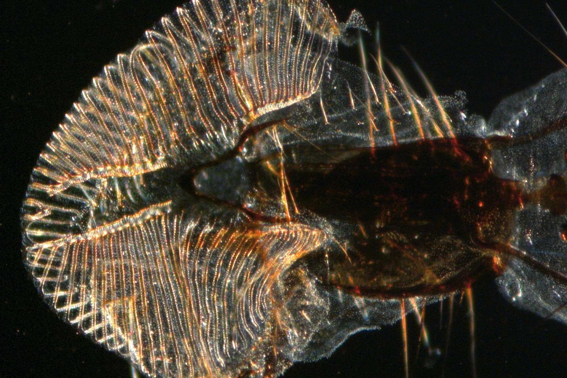Mouth parts of the common housefly – Lateral darkfield. Transmitted light with VisiLED HCT contrast stage.
