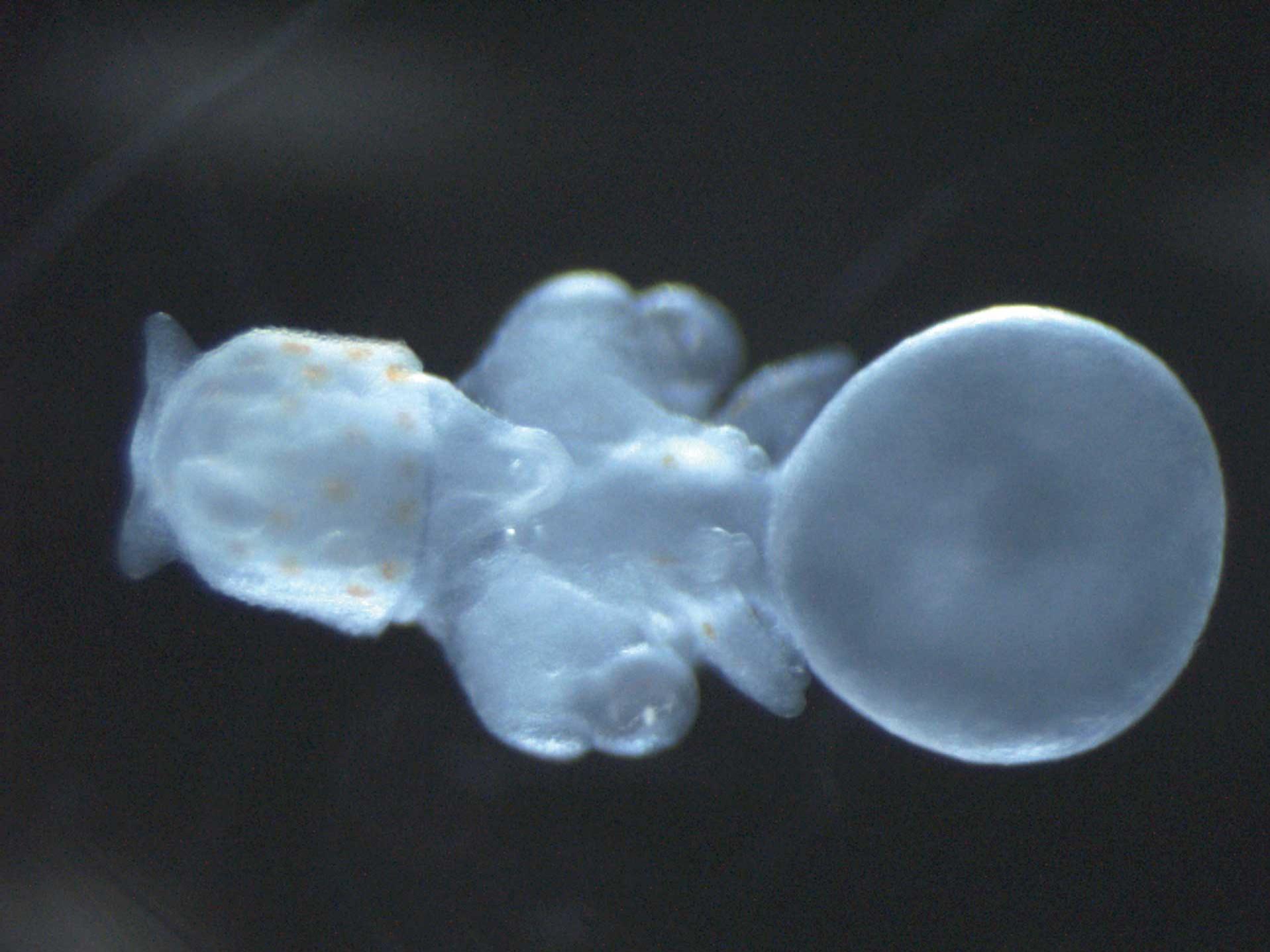 Embryonic stage of a squid