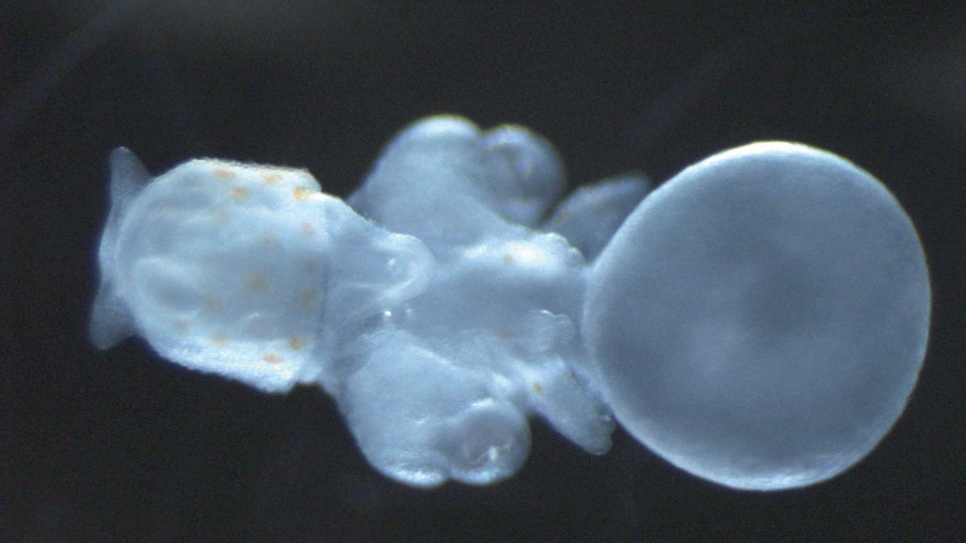 Imaged on Stereo Discovery V8