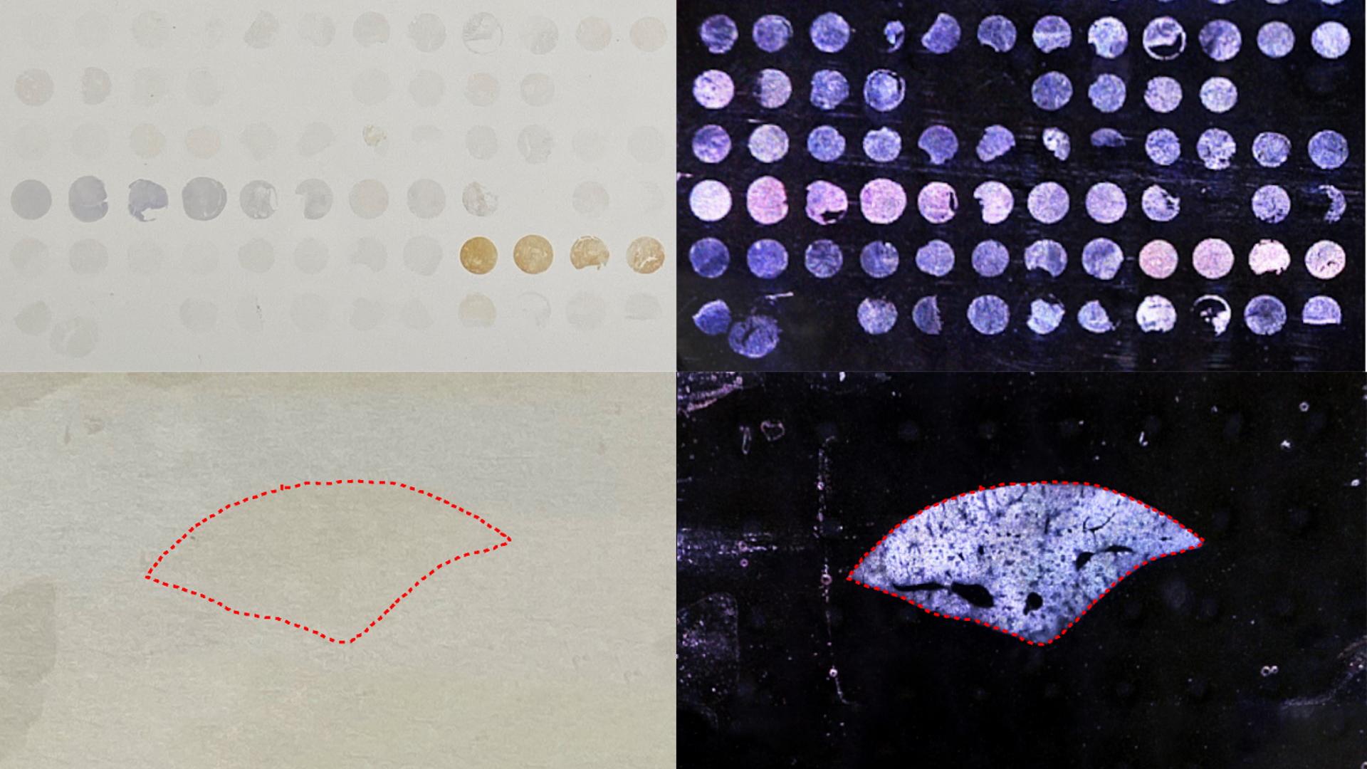 4. Sample detection