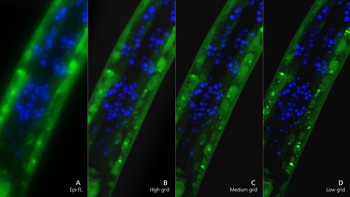 C. elegans、全載標本、緑：GFP、青：DAPI。対物レンズ：Plan-Apochromat 20x/0.8。