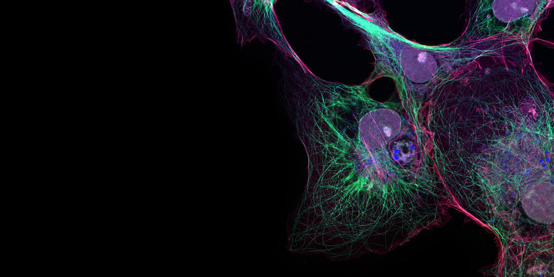 Cos7 cells (nuclei stained with Hoechst, tubulin with Alexa 488 and Phalloidin with Alexa 568) imaged with Plan Apochromat 63x/1.4.