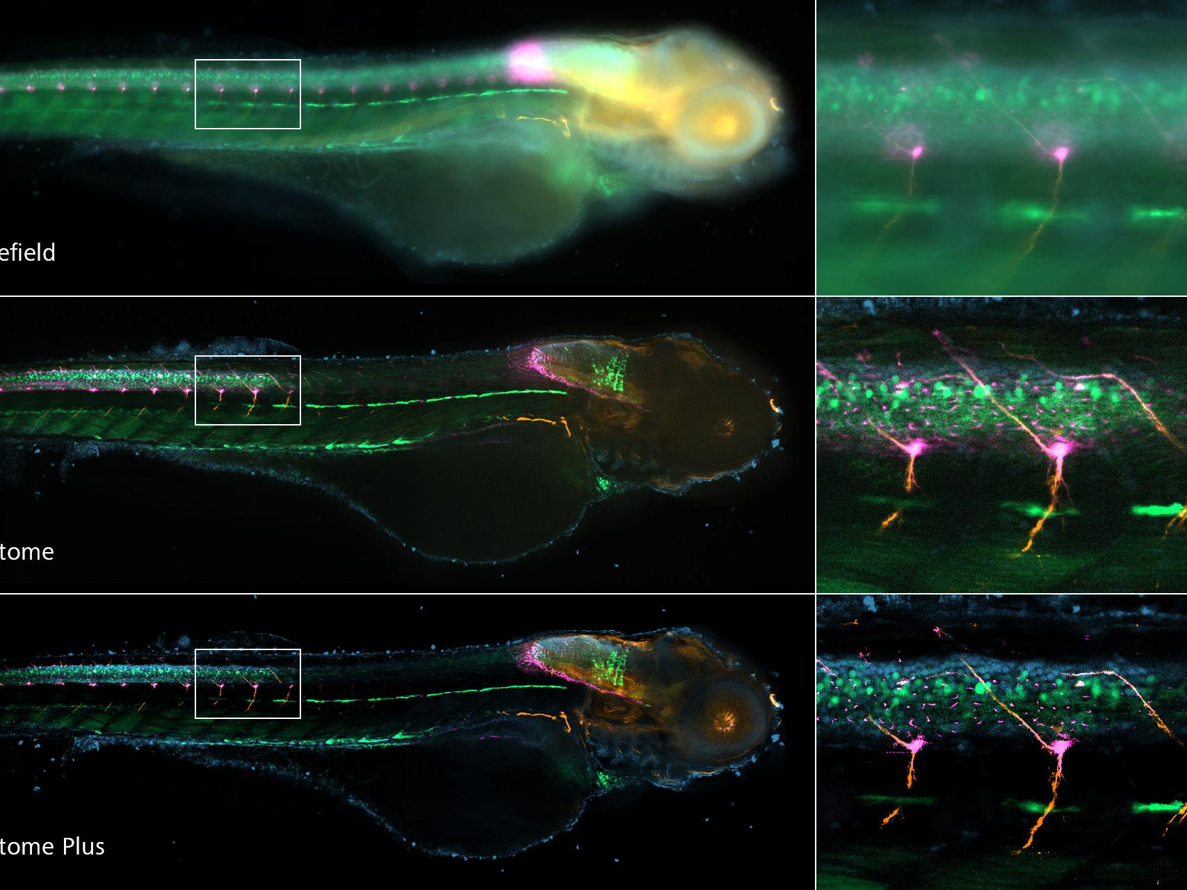 Transgenic zebrafish larvae at 4 days post fertilization staining for: Glial fibrillary acidic protein, acetylated Tubulin, GFP and DNA. Embedded in 1.2% low melt agarose.