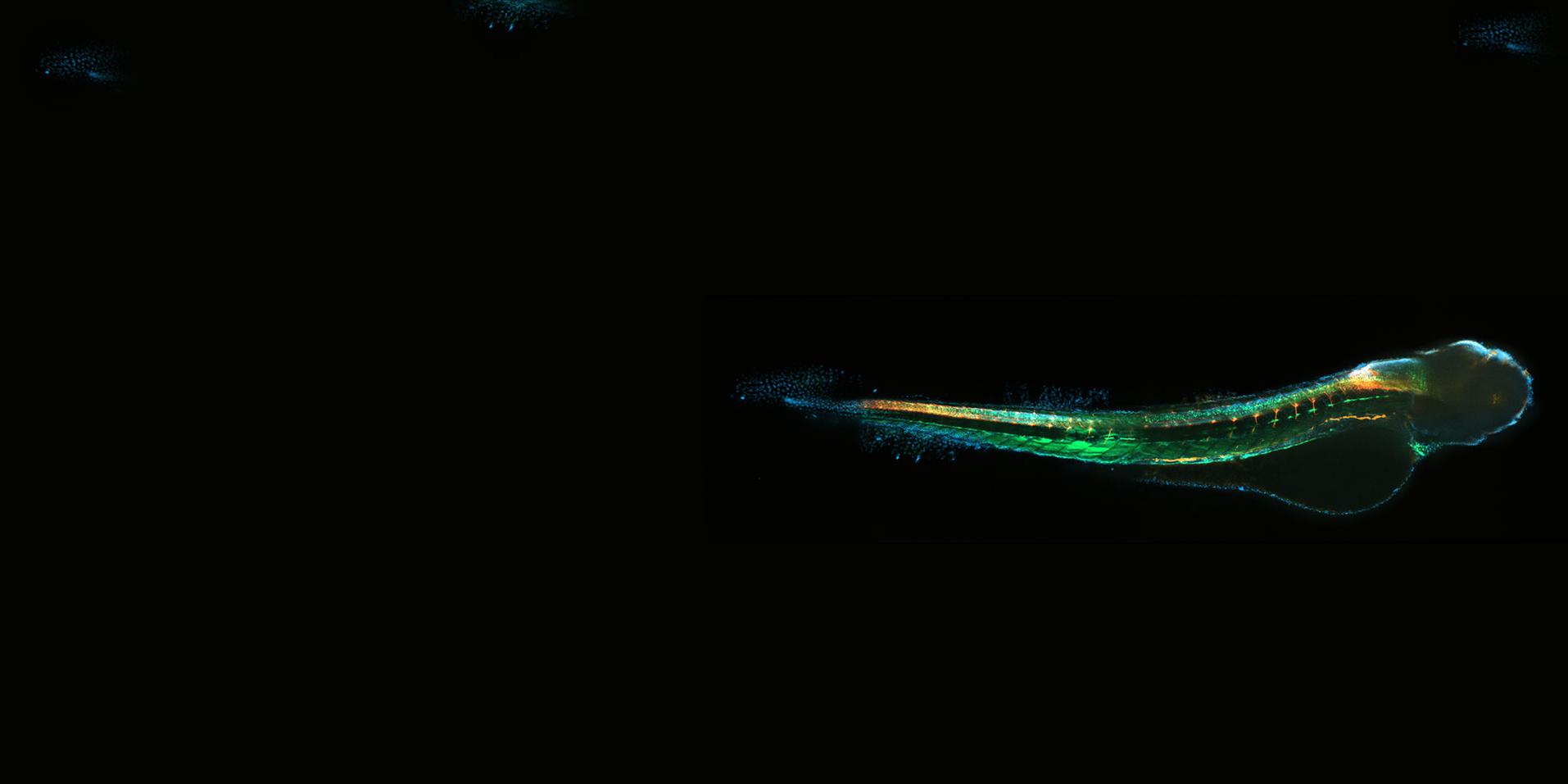 larva transgénica de pez cebra. Cortesía de H. Reuter, Leibniz-Institute on Aging – Fritz-Lipmann-Institut e.V. (FLI), Alemania.