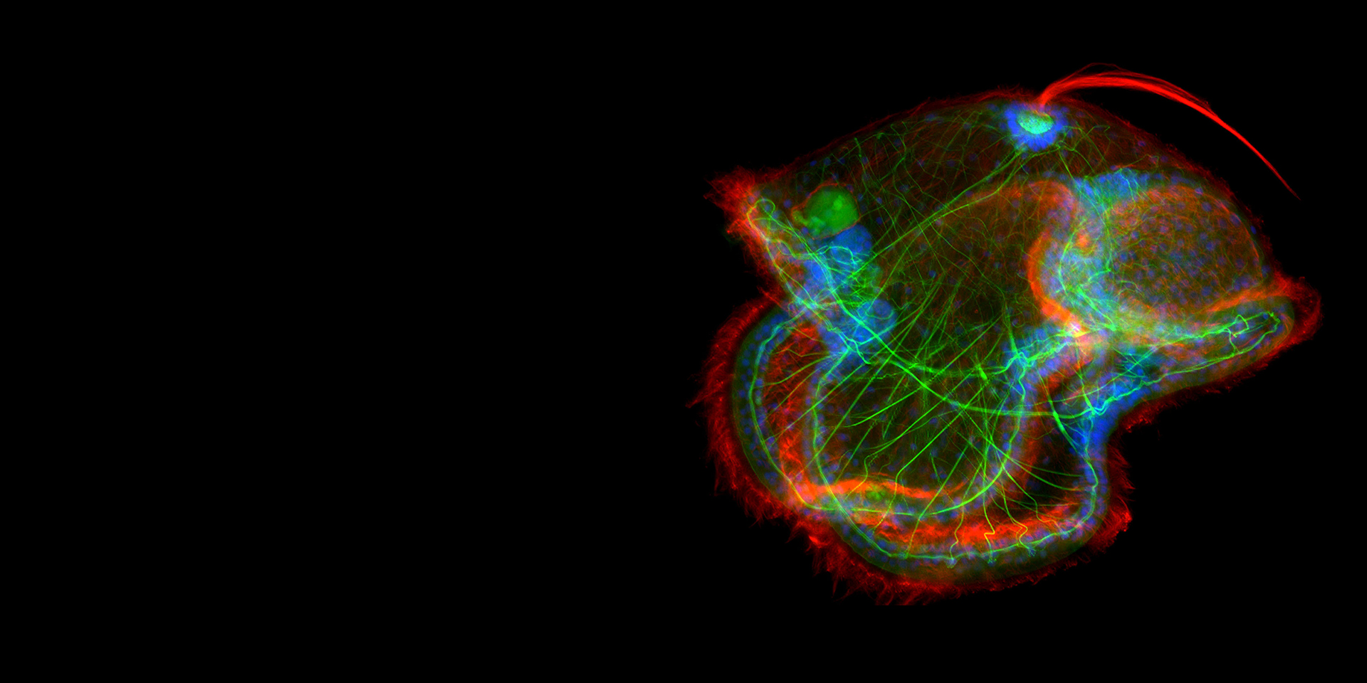 Pilidiumlarve des Schnurwurms. Mit freundlicher Genehmigung von Joseph Campanale, Aracely Lutes und Stephanie Majkut, Marine Biological Laboratory, Woods Hole, Massachusetts​, USA​