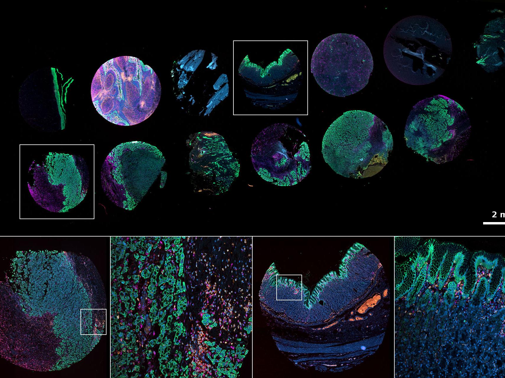 ZEISS Axio Imager 2 for Life Science Research