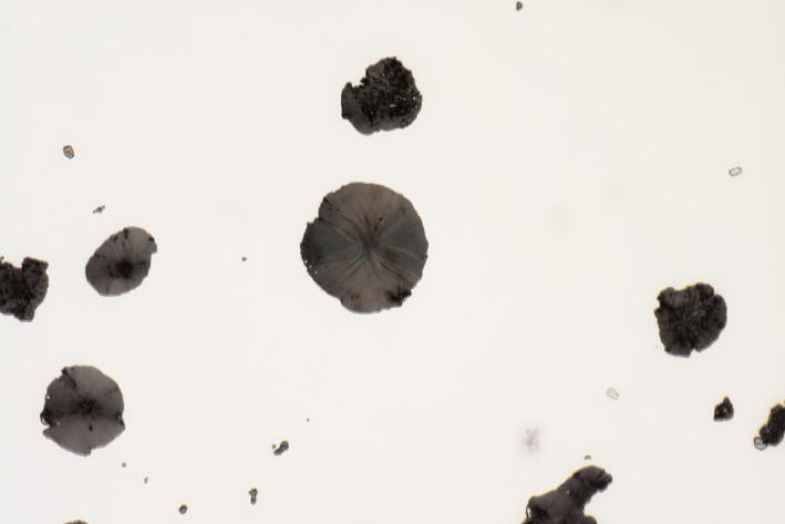 Cast iron with spherulitic graphite, polished sample, identical same site imaged with different contrasting techniques (field of view 265 µm). Brightfield