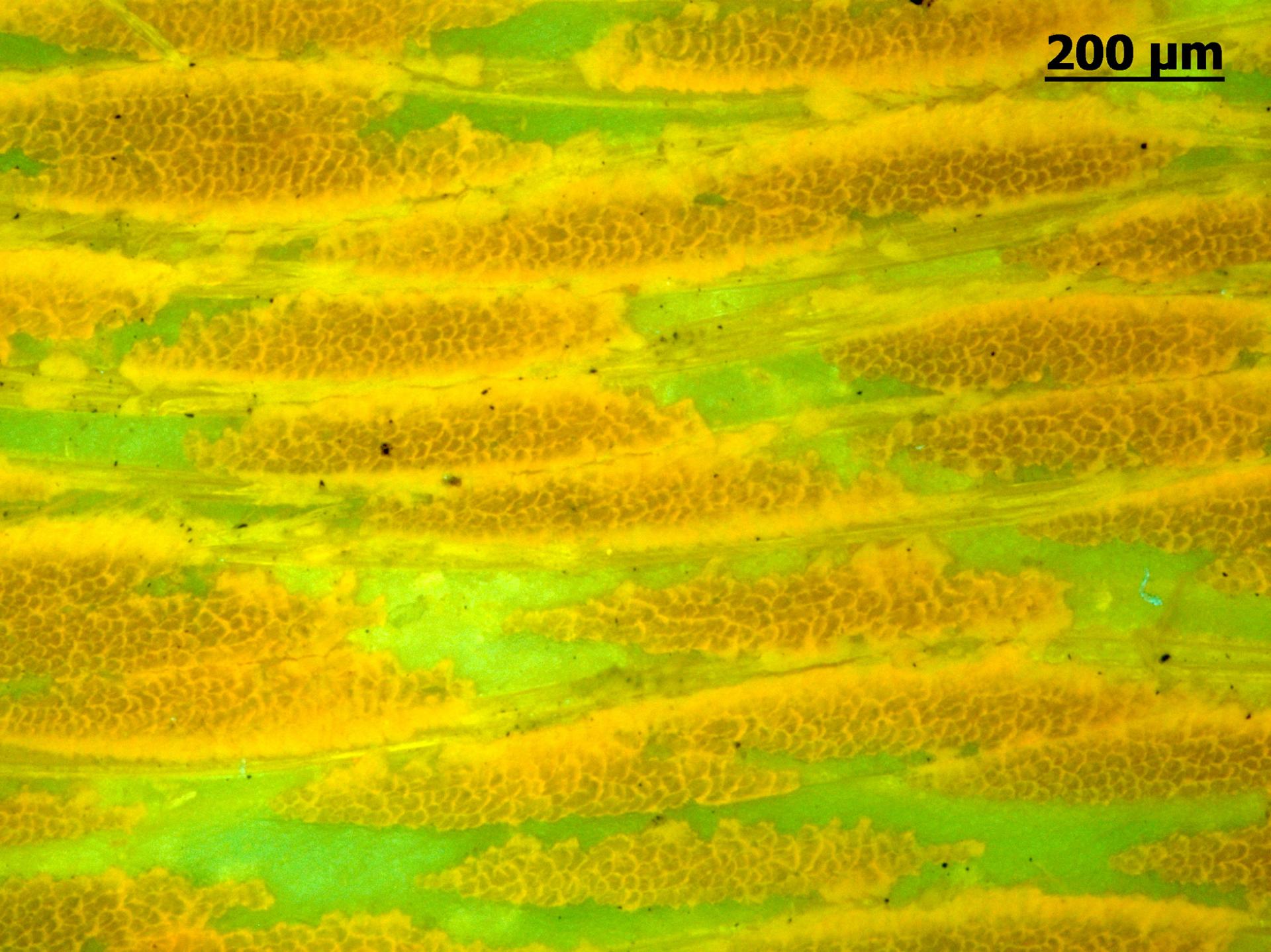 Materialwissenschaften – Kohlefaser​ 