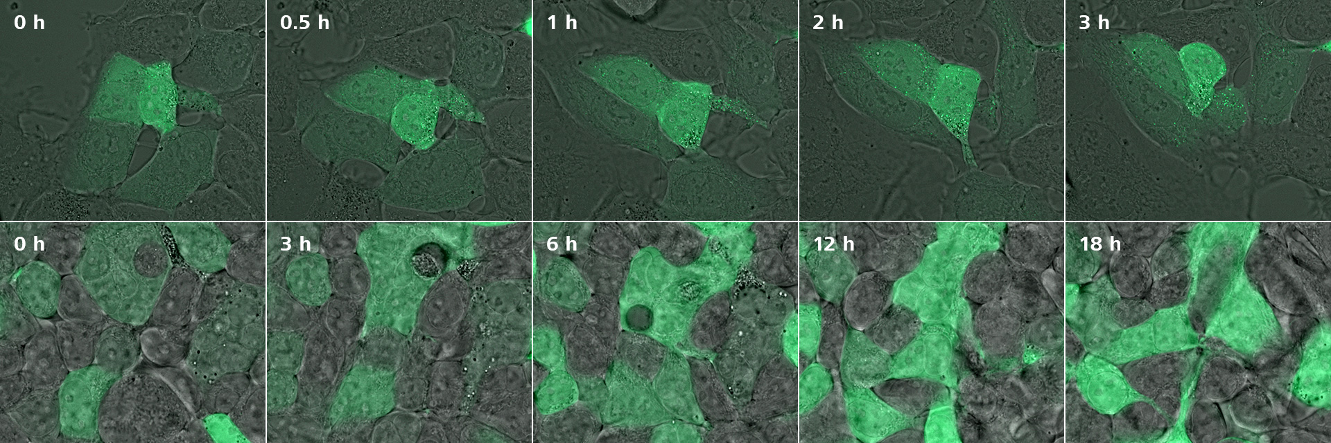 eGFP‑exprimierende HEK-KO-PEX5-Zellen mit einem „gecageten“ Peroxisom-Zielsignal vom Typ 1 wurden mit dem Peroxisom-Importrezeptor PEX5 rekonstituiert. 