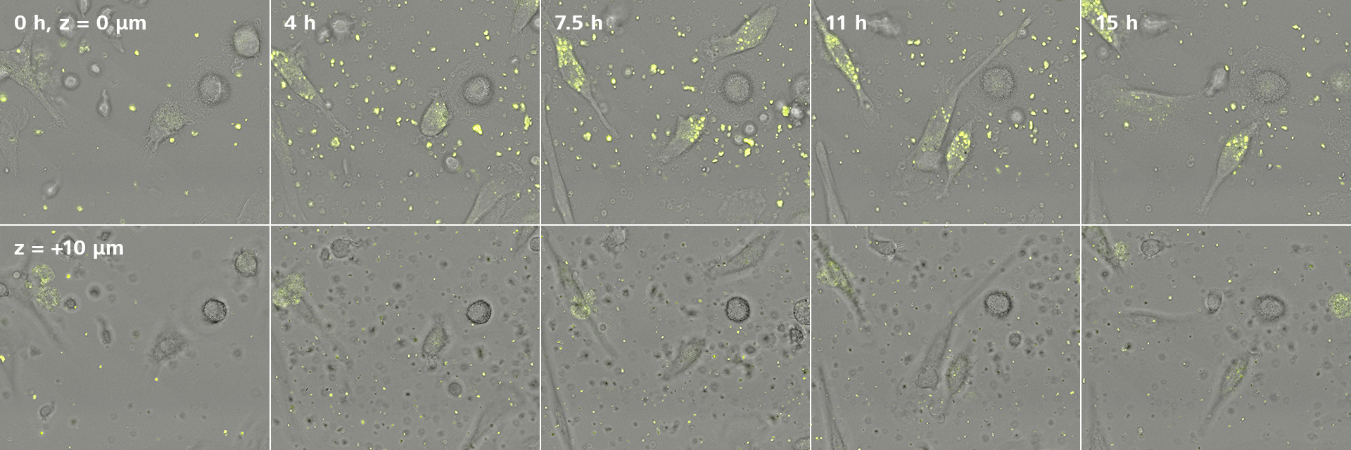 L'absorption des nanoparticules à l'intérieur des cellules 