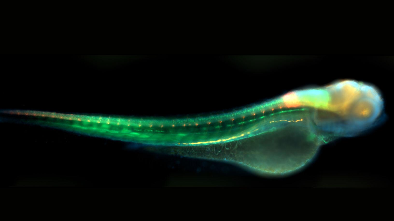 Zebrafish model organisms