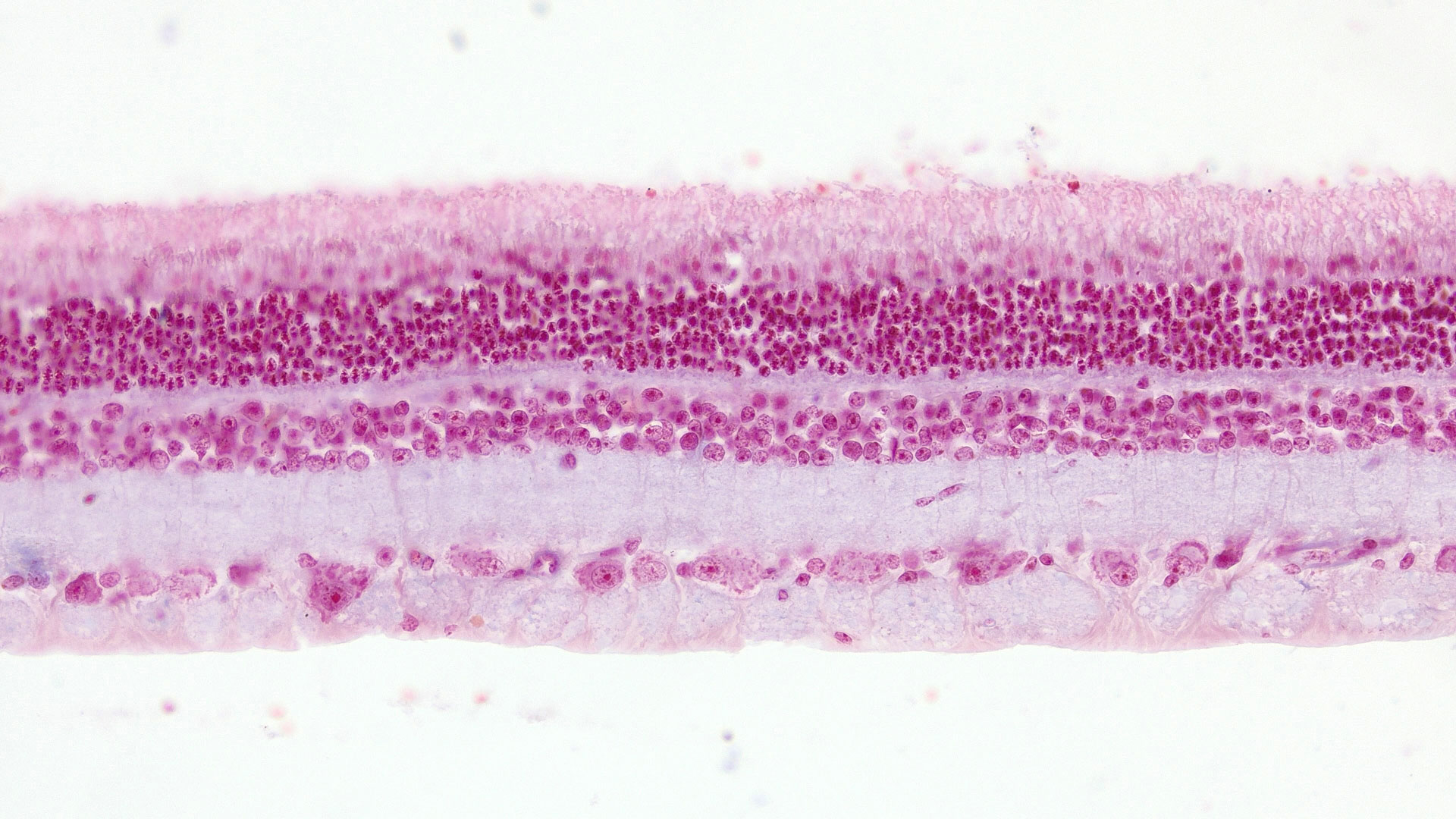 大鼠视网膜核块红染色切片，透射光明场