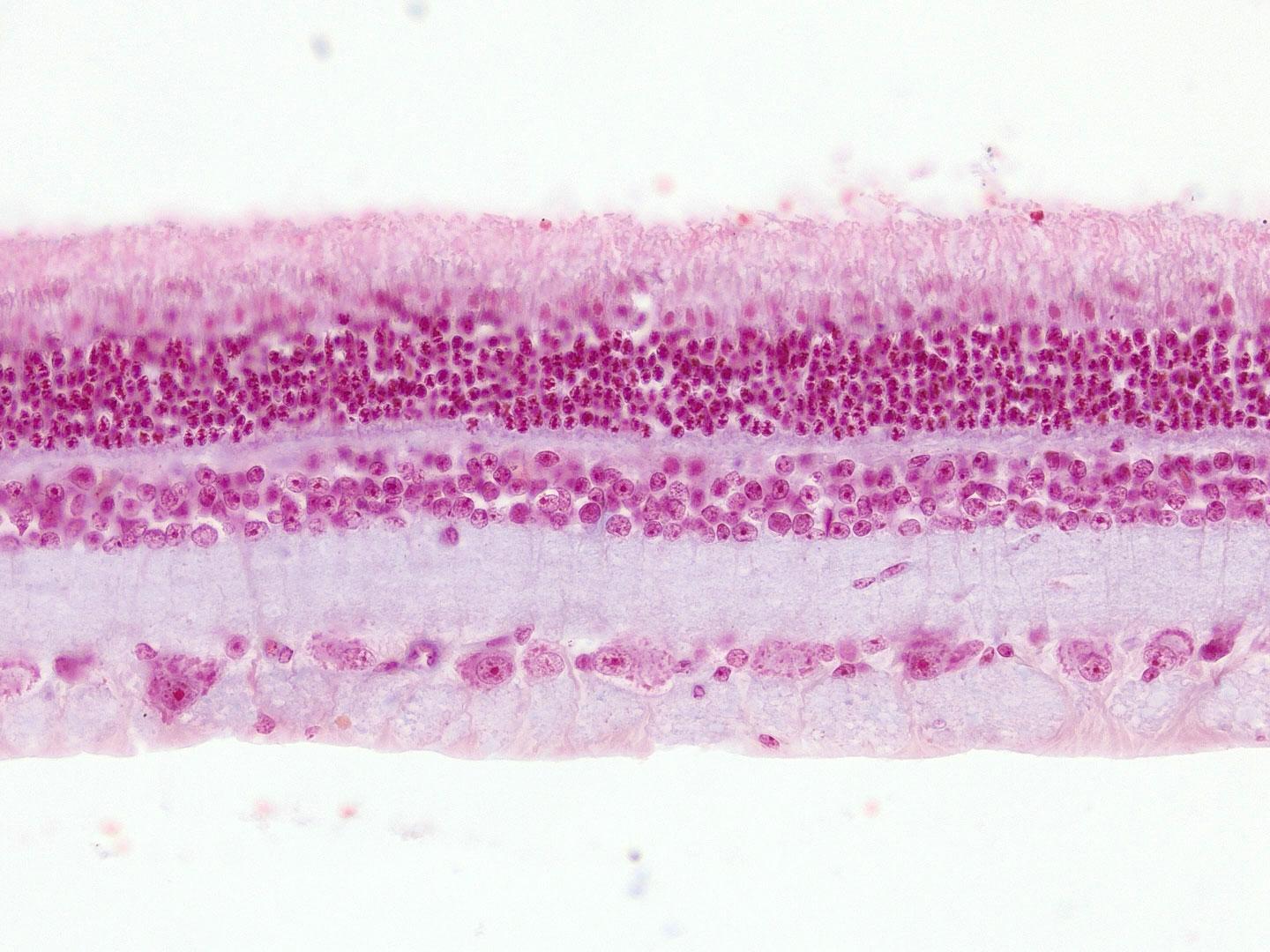 大鼠视网膜核块红染色切片，透射光明场