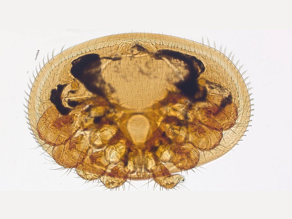 Varroa mite, transmitted light brightfield