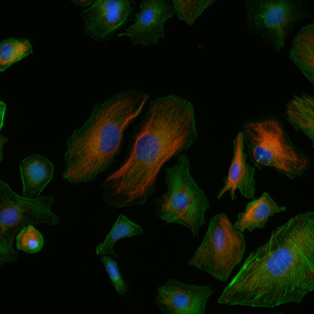 Mink Uterus Endometrium Epithelial Cells