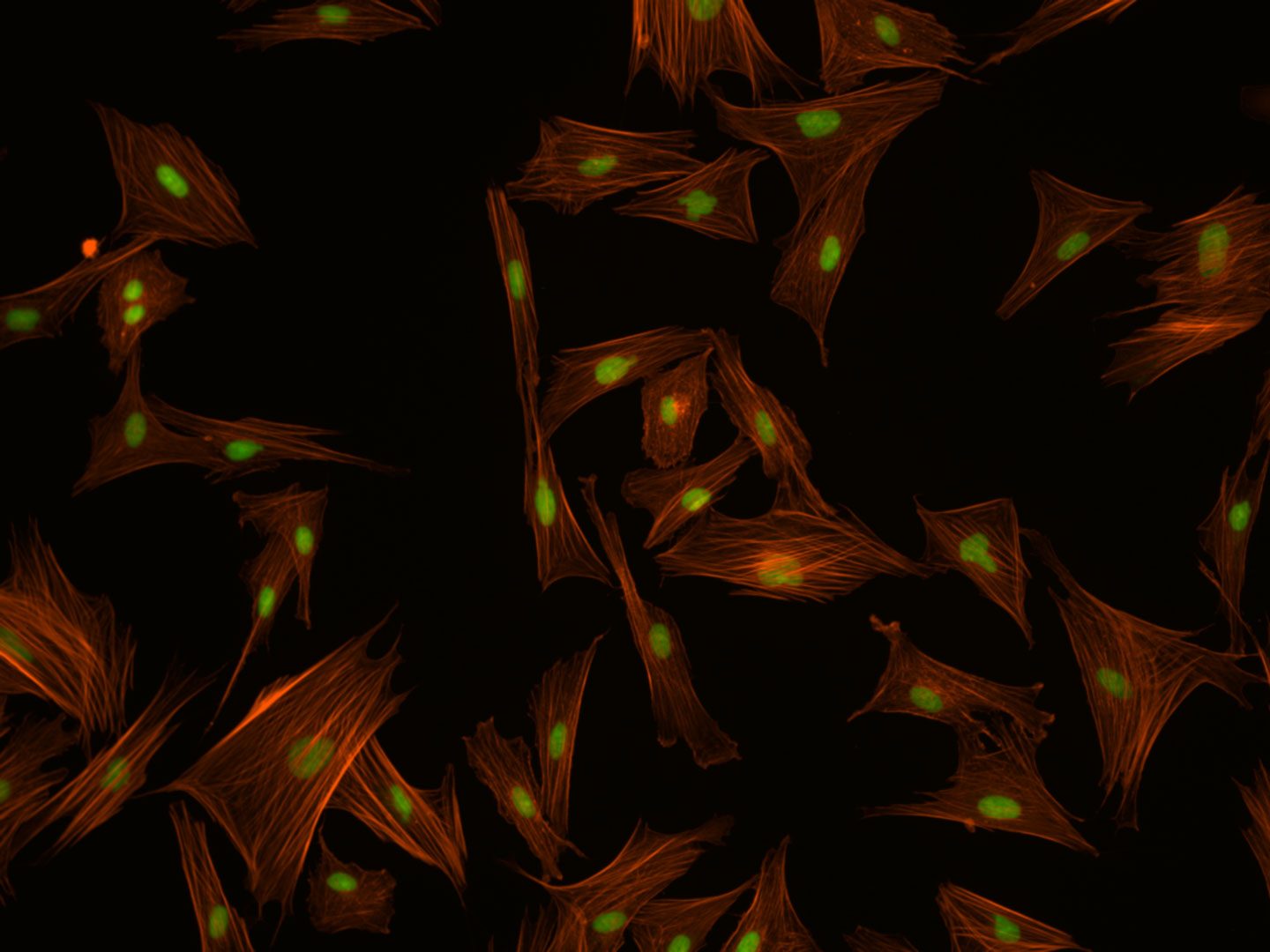 Indian muntiac, fibroblasts 