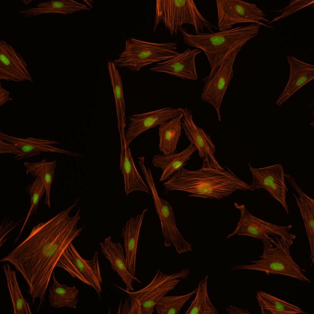 Indian muntiac, fibroblasts