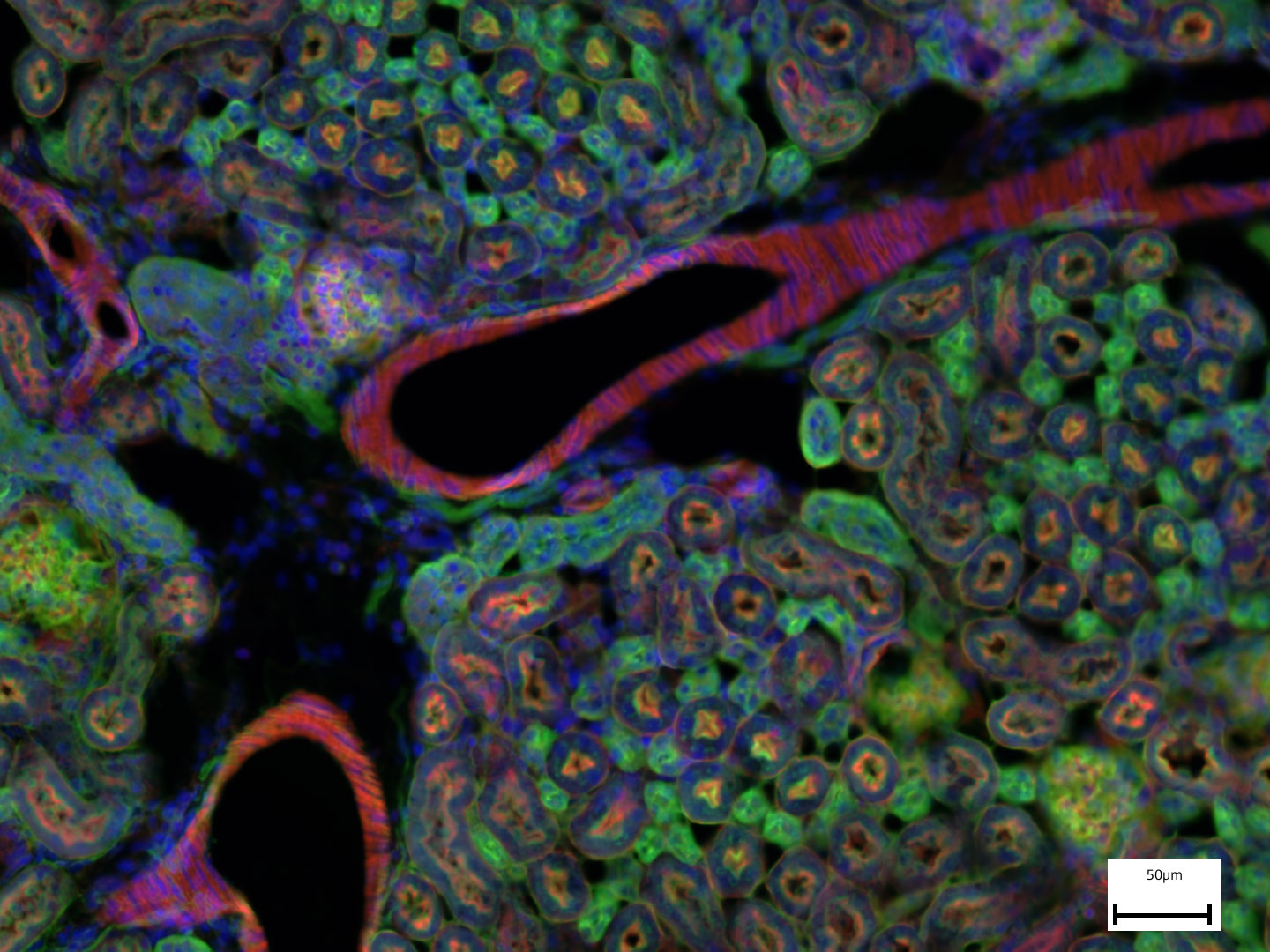 Mouse kidney in fluorescence 