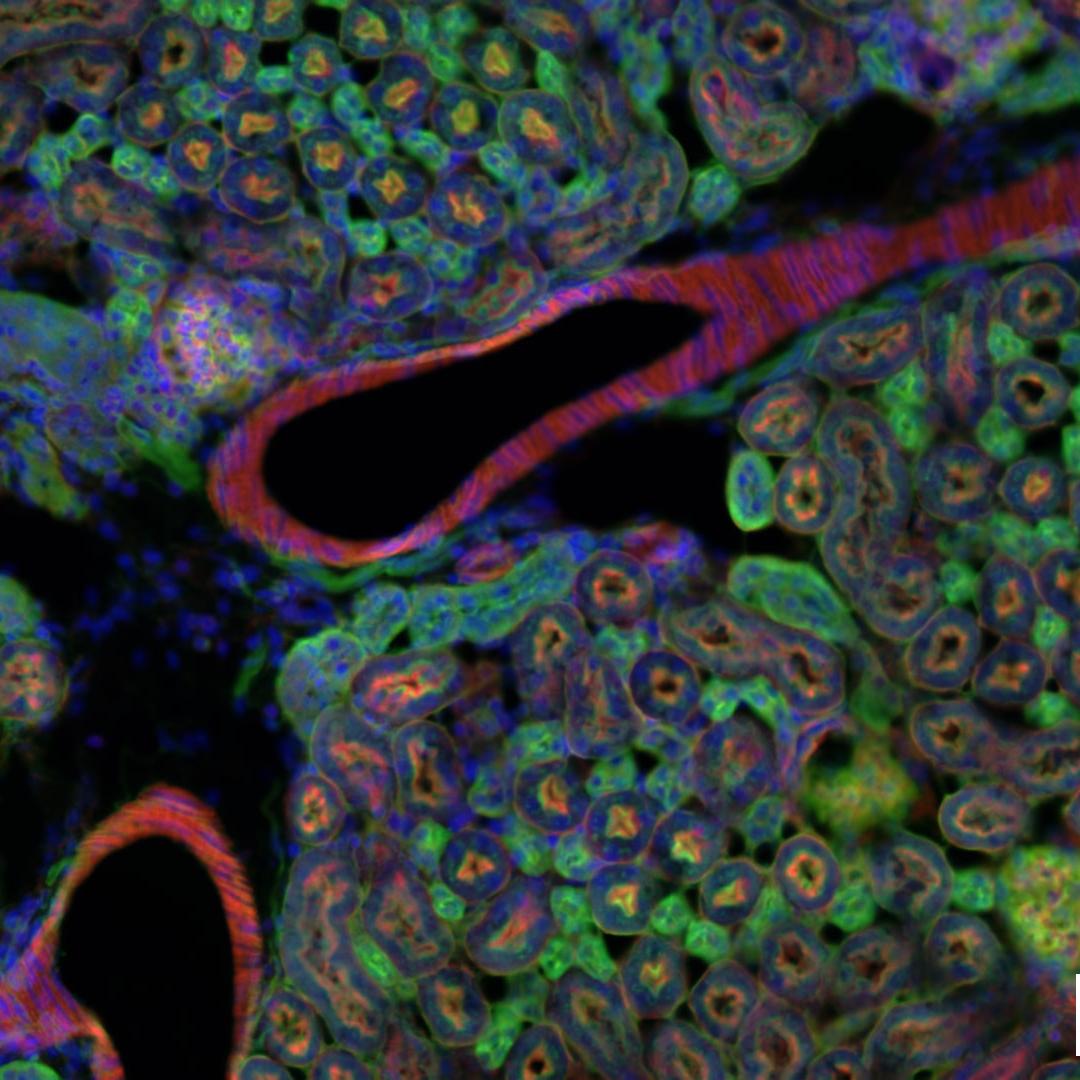 Mouse kidney in fluorescence