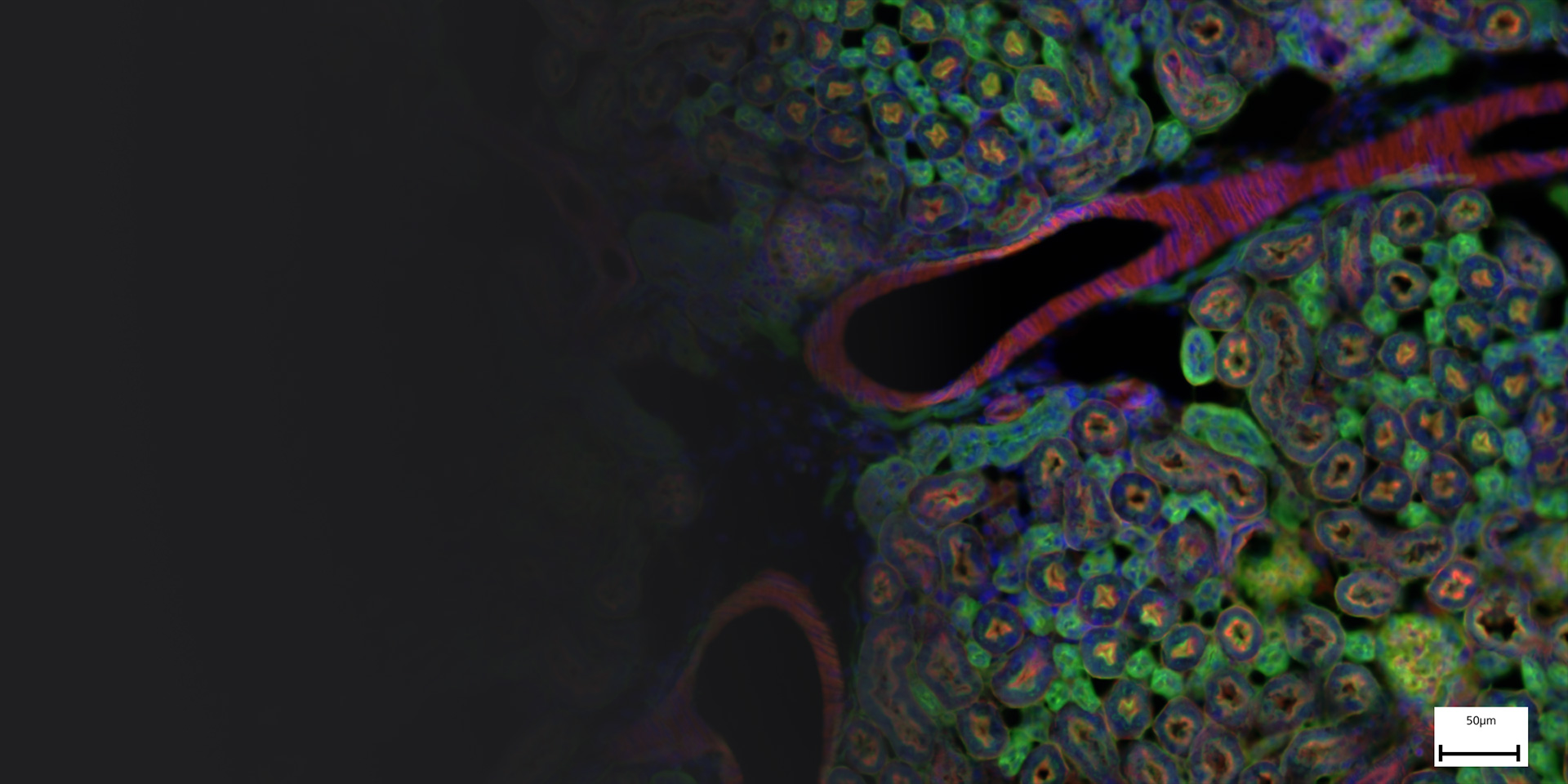 Image de fluorescence rein de souris ZEISS Axioscope 5