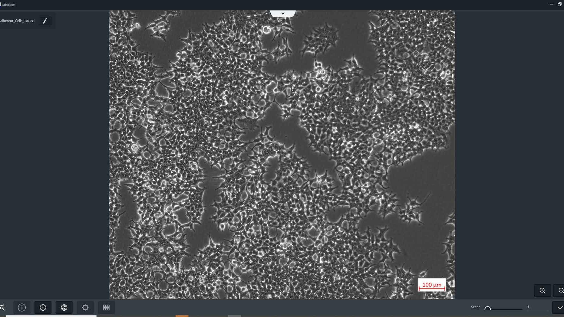 Module Labscope pour le comptage et la confluence des cellules. AI Cell Counting, AI Cell Confluency