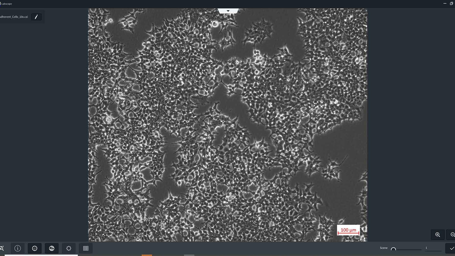 細胞数とコンフルエント率測定のためのLabscopeモジュールAI Cell countおよびAI Cell Confluency