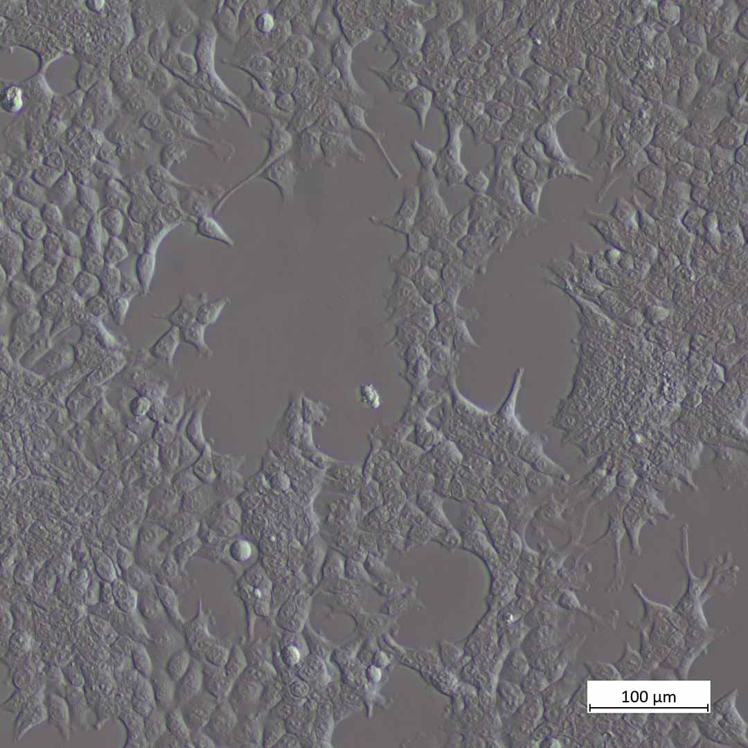 COS‑7-Zellen im verbesserten Hoffmann-Modulationskontrast (iHMC)