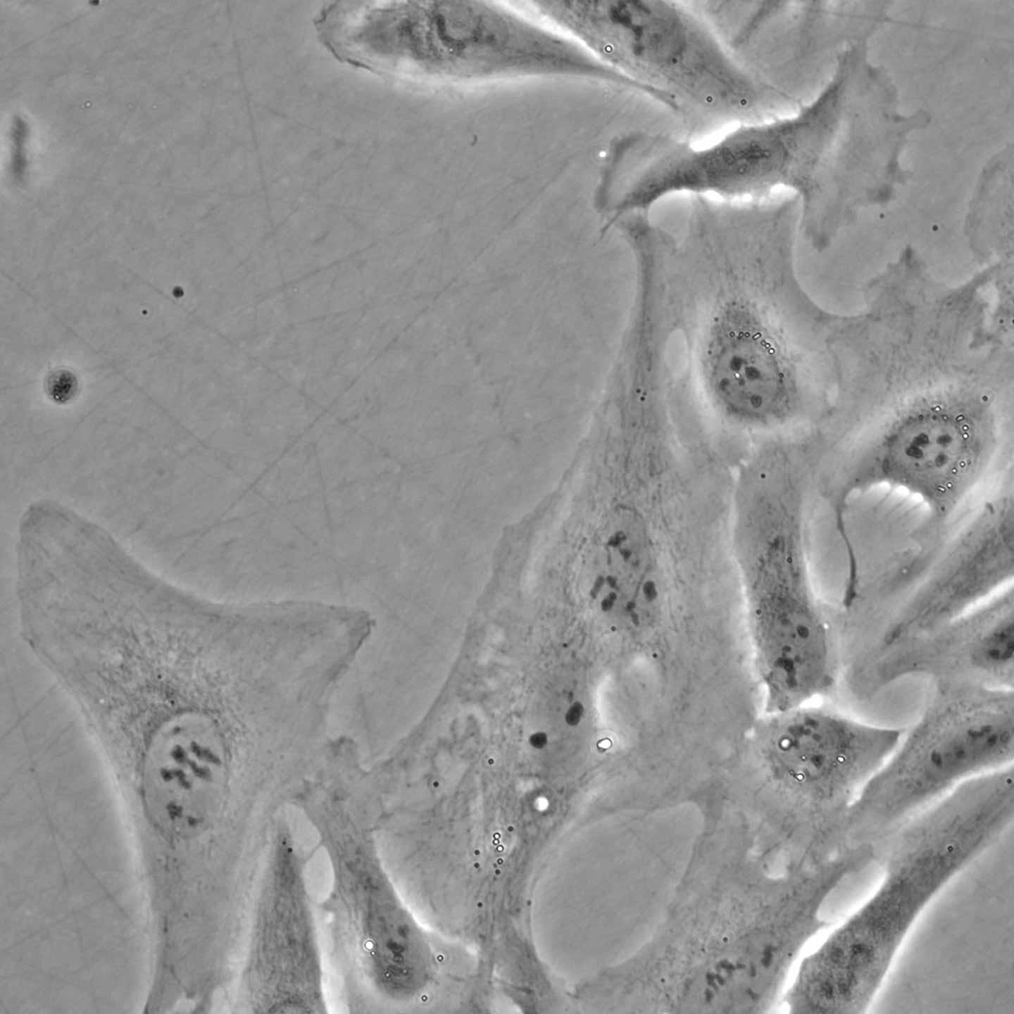 Cellules U2OS en contraste de phase, image en lumière transmise, objectif : LD A-Plan 40x/0,55 Ph 1