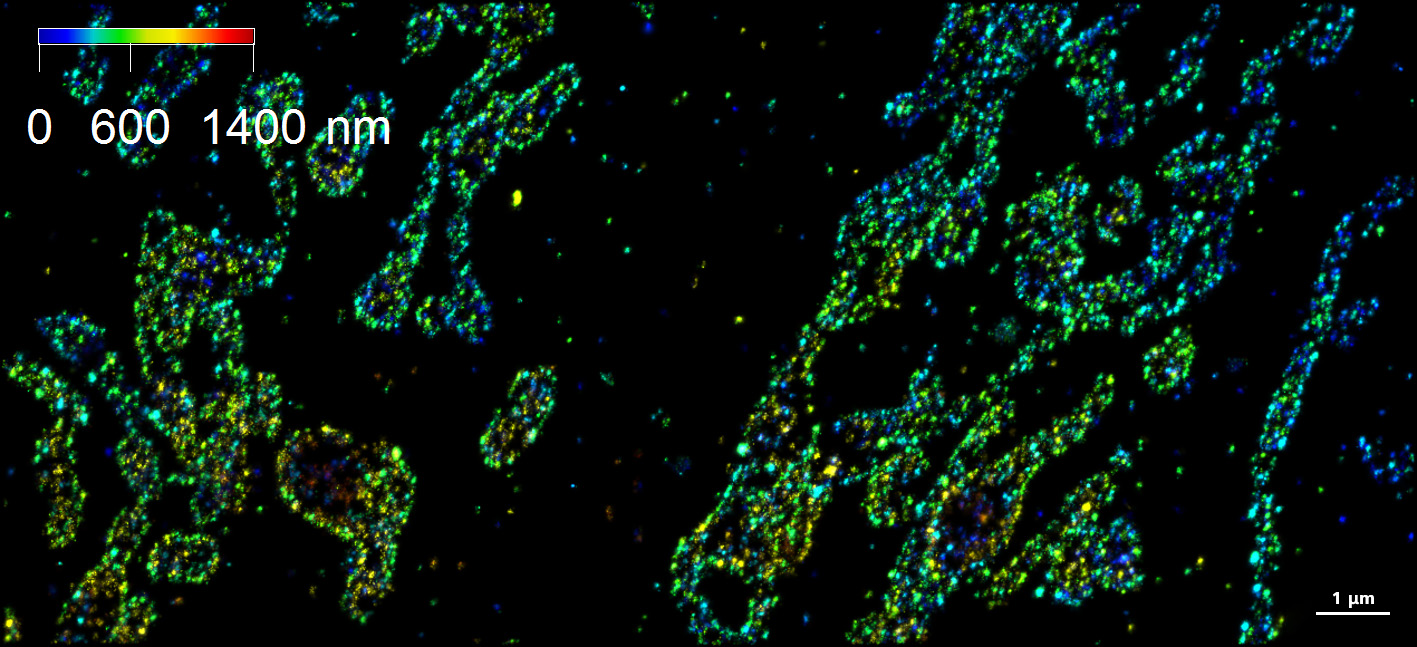 BSC1（腎臓上皮細胞）のミトコンドリア膜の3D PAINT画像。 