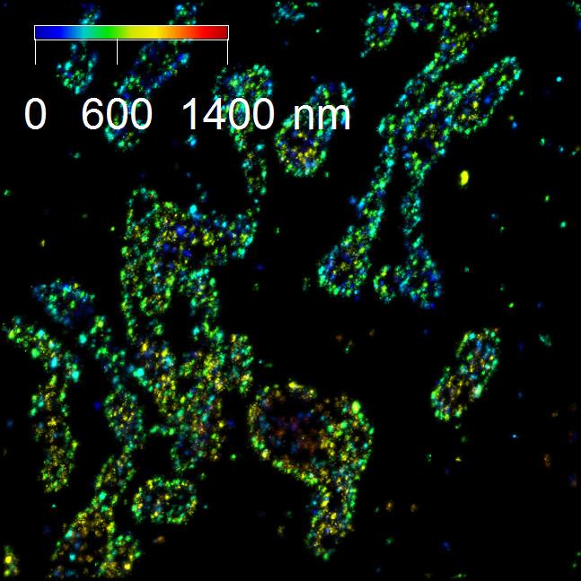 BSC1（肾上皮细胞）线粒体膜的3D PAINT成像。