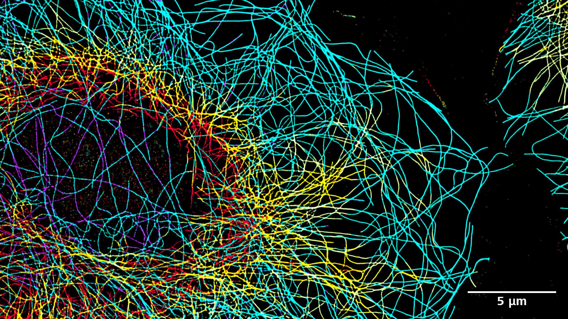 Durch Immunfluoreszenz mit Anti-alpha-Tubulin Alexa 488 markierte Cos-7-Zellen, dargestellt als farbkodierte Projektion.