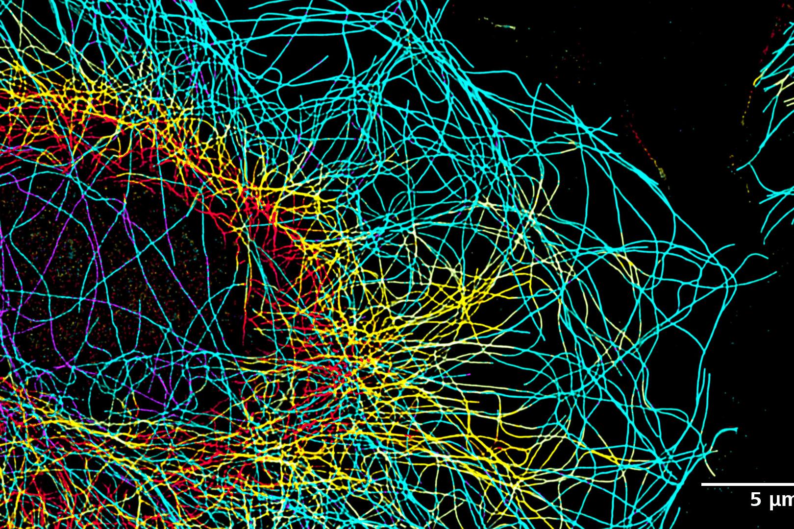 COS-7-Zellen, die per Immunfluoreszenz mit Anti-alpha-Tubulin Alexa 488 markiert wurden. Farbkodierte Projektion.