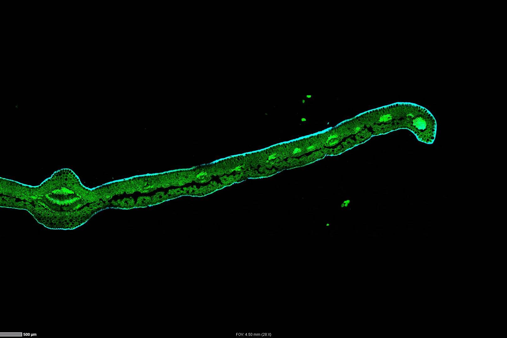 Volume tile scan image of a leaf cross section. The image shows a maximum intensity projection of a Z stack. Acquisition time: Below 2 min. Objective: EC Plan-Neofluar 10× / 0.3. Sample: “Leaf” from TS-Optics Set Dauerpräparate Botanik 25St.