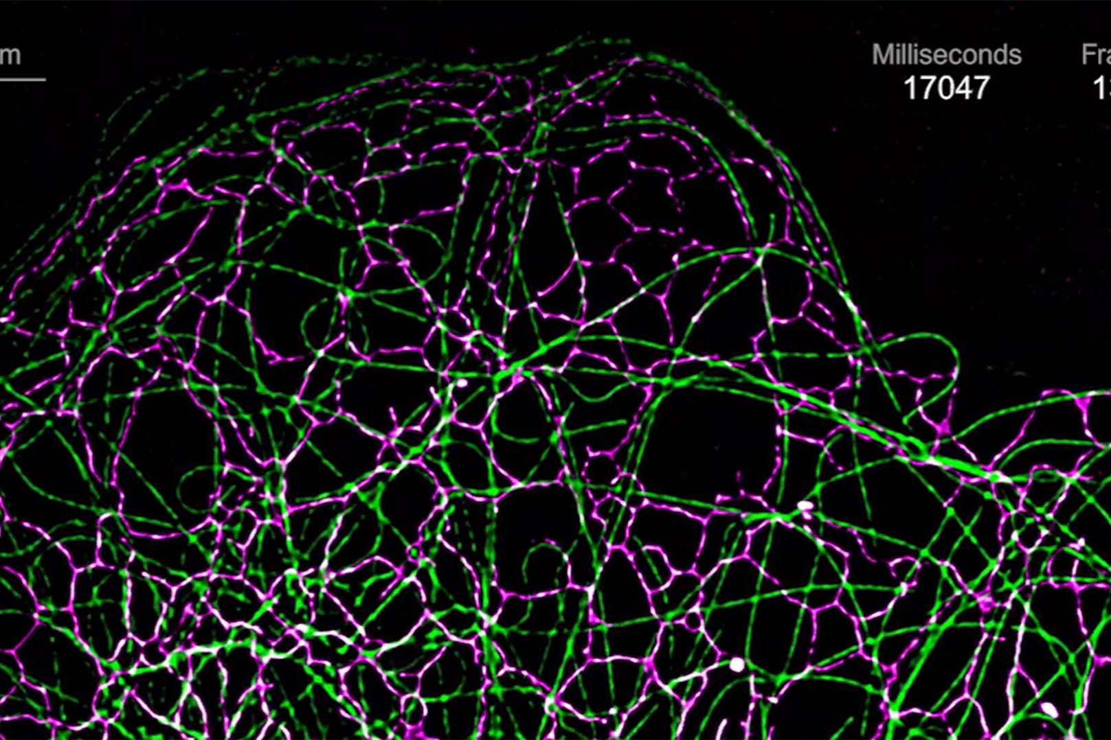 Cos-7细胞中内质网（钙网蛋白-tdTomato，品红色）和微管（EMTB-3xGFP，绿色）的同步成像呈现了这些细胞器高速动态变化的相互作用。物镜：Plan-Apochromat 63× / 1.4 Oil