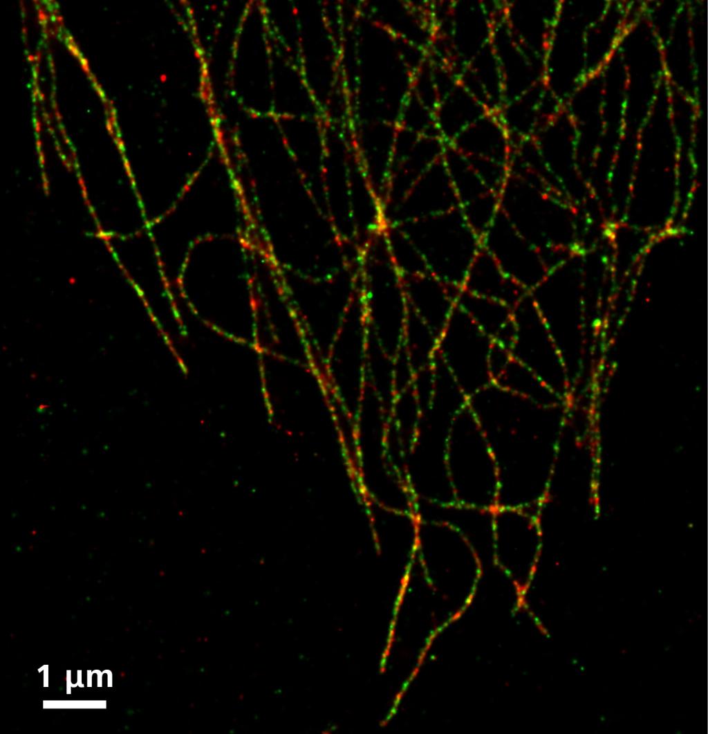 ZEISS Elyra 7: Super-Resolution and Single Molecule Localization Microscope