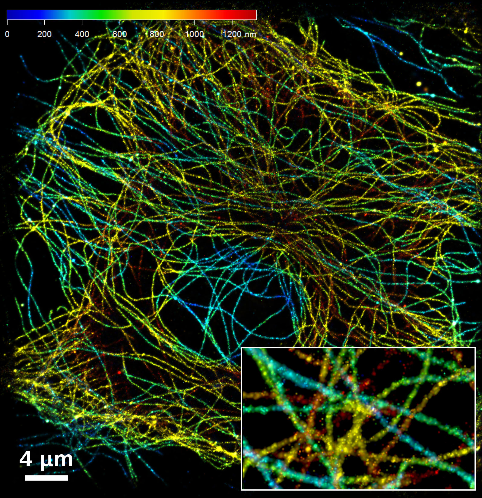 SMLM: Mit Elyra 7 können Sie eine Z-Tiefe von 1,4 µm mit einer einzigen Bildaufnahme abbilden. 