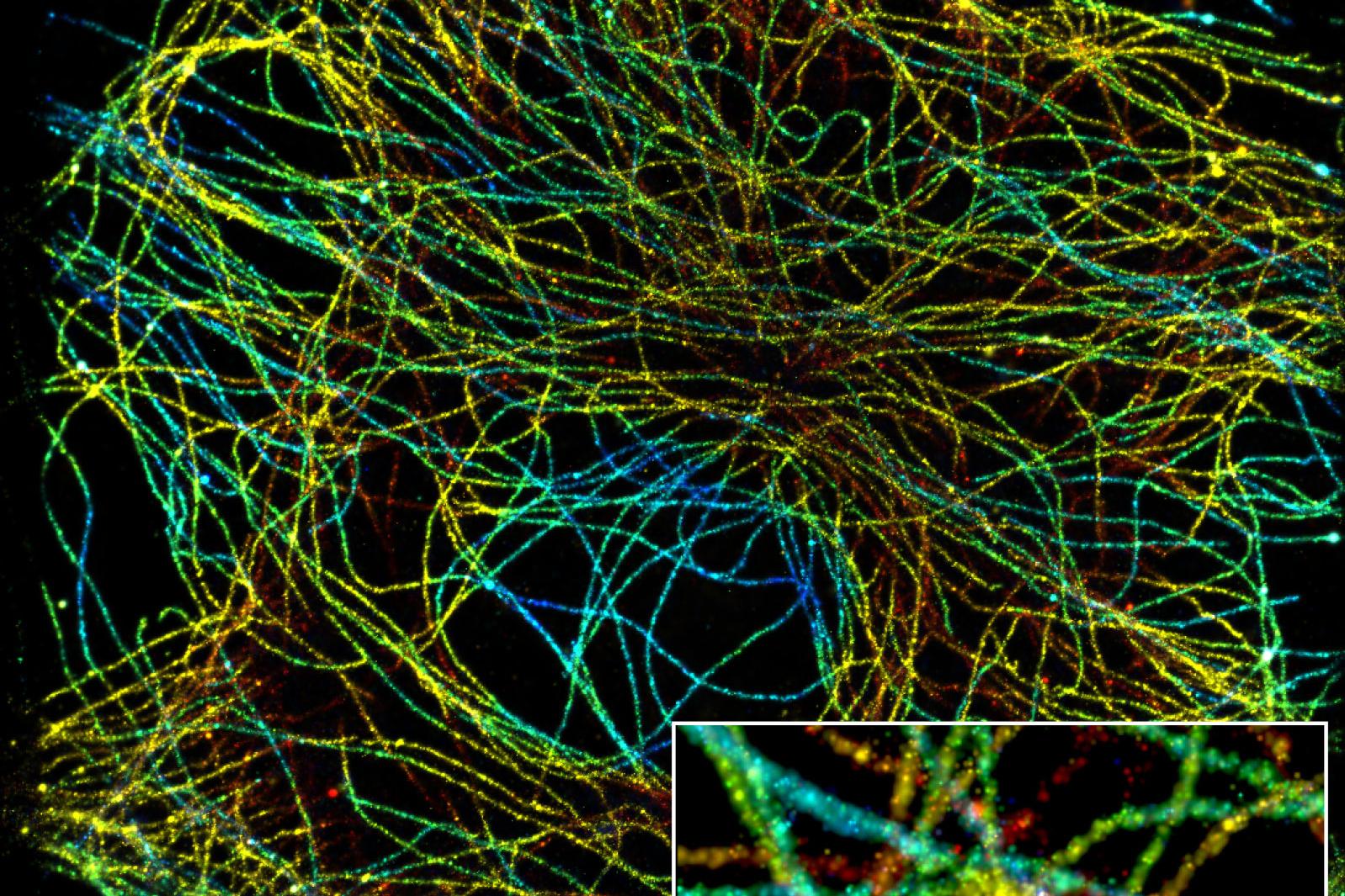 SMLM: With Elyra 7 you can image a z-depth of 1.4 µm in a single acquisition.